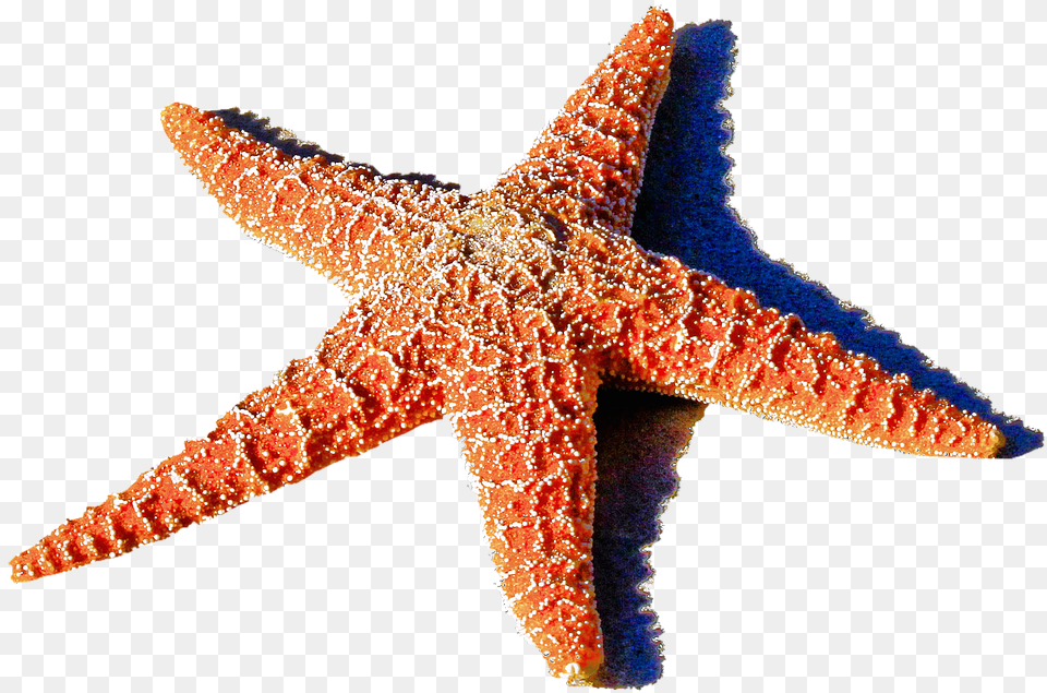 Isolated Birds, Animal, Sea Life, Invertebrate, Starfish Free Transparent Png