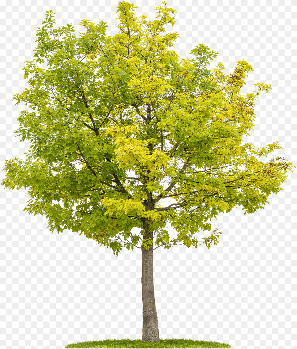 Isolated Birds Oak, Leaf, Maple, Plant, Tree Free Transparent Png