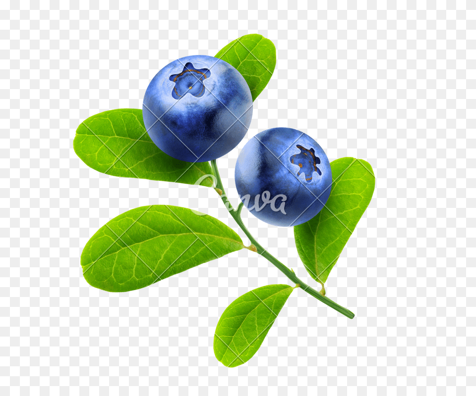 Isolated Blueberries Branch, Plant, Berry, Blueberry, Food Free Png Download