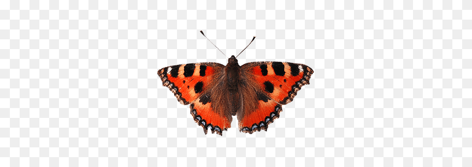 Isolated Butterfly Animal, Insect, Invertebrate Png Image