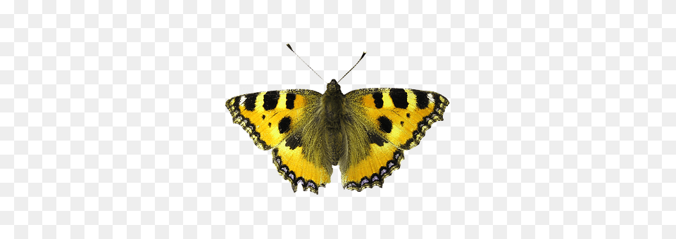 Isolated Butterfly Animal, Insect, Invertebrate Free Png Download