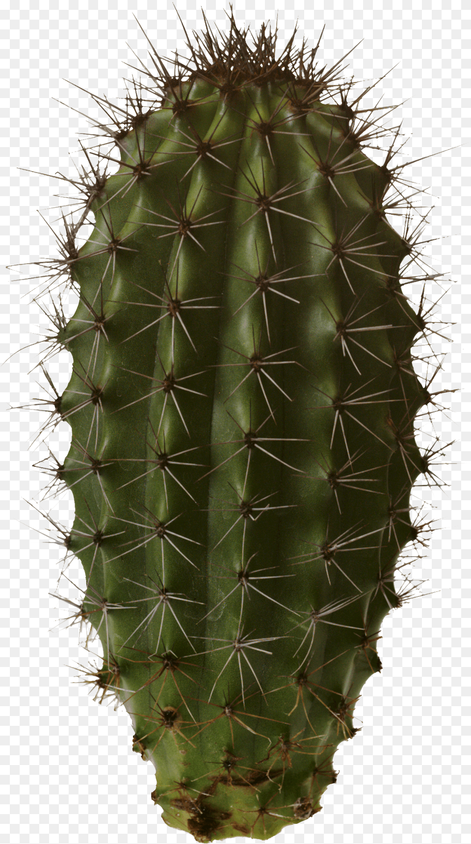 Isolated Cactus, Plant Free Png