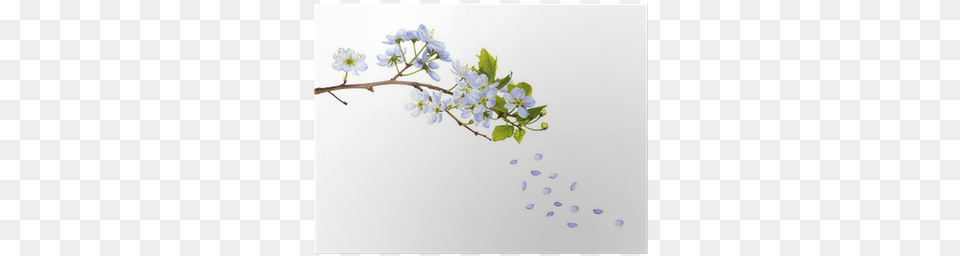 Isolated Cherry Tree Blue Blossom And Falling Petals 16 Koktejl Molodosti Metodika Omolozheniya Dlya Teh, Flower, Plant, Cherry Blossom, White Board Png