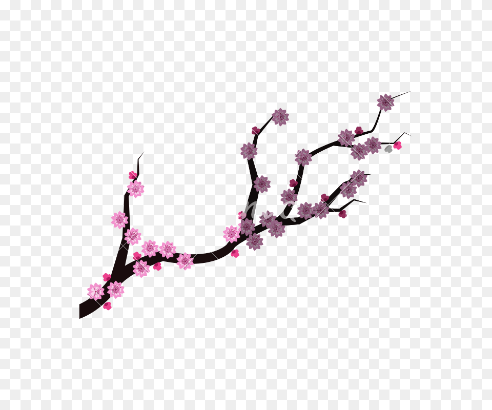 Isolated China Branch With Flowers Design, Flower, Plant, Cherry Blossom Free Png Download
