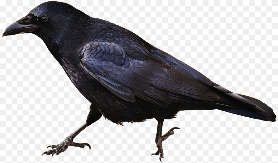 Isolated Crow Bird Carrion Crows Animal, Blackbird Free Png