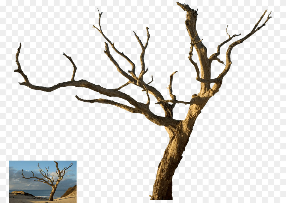 Isolated Dead Tree, Plant, Tree Trunk, Wood, Driftwood Png Image