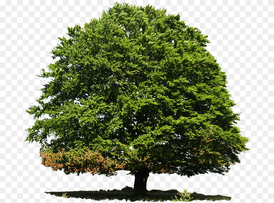 Isolated Deciduous Tree Summer Nature Green Anna Cano Salmos, Oak, Plant, Sycamore, Tree Trunk Png Image