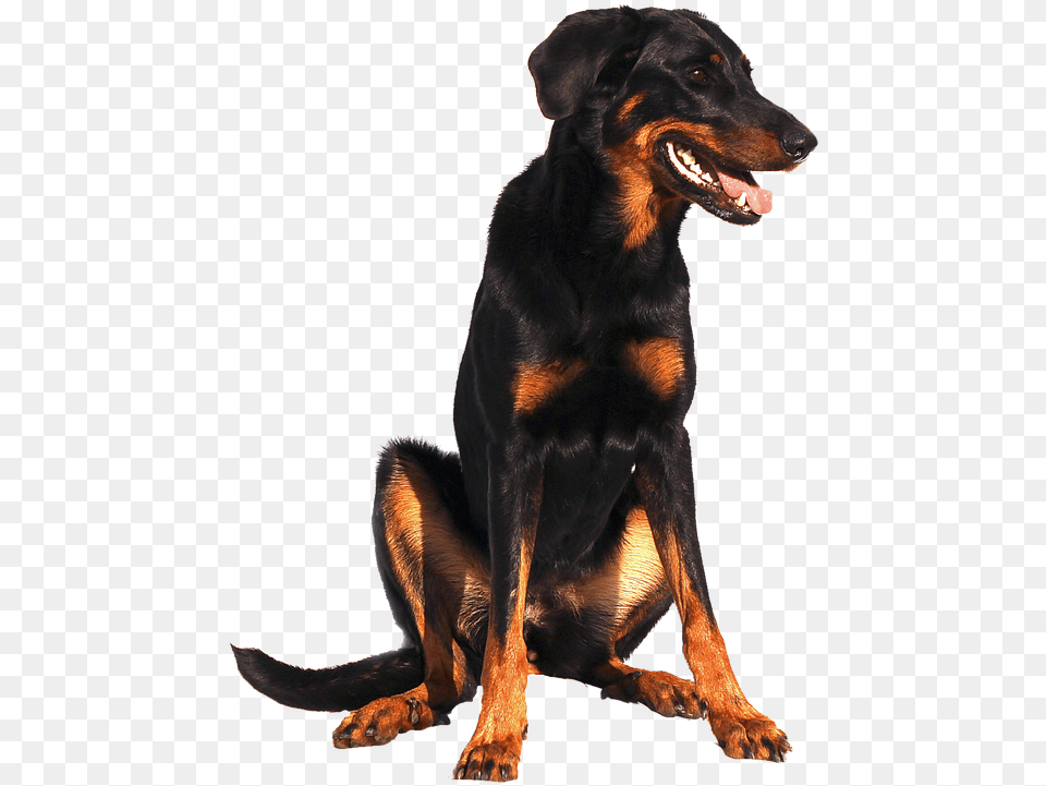 Isolated Doberman Dog Beauceron, Animal, Canine, Mammal, Pet Png Image