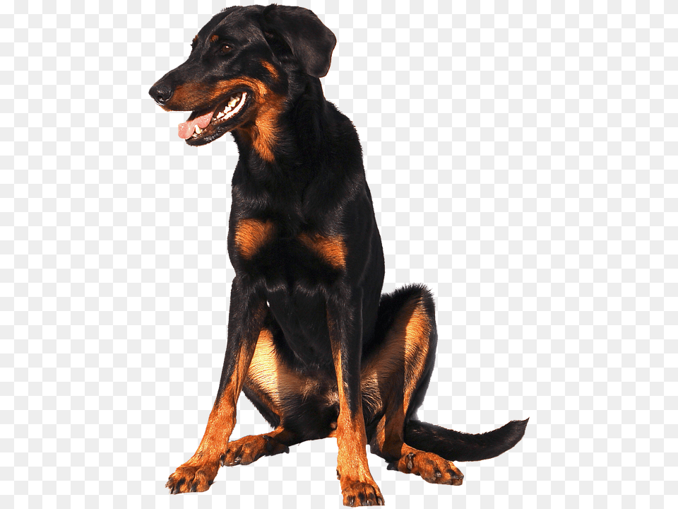 Isolated Doberman Dog Doberman, Animal, Canine, Mammal, Pet Free Png Download