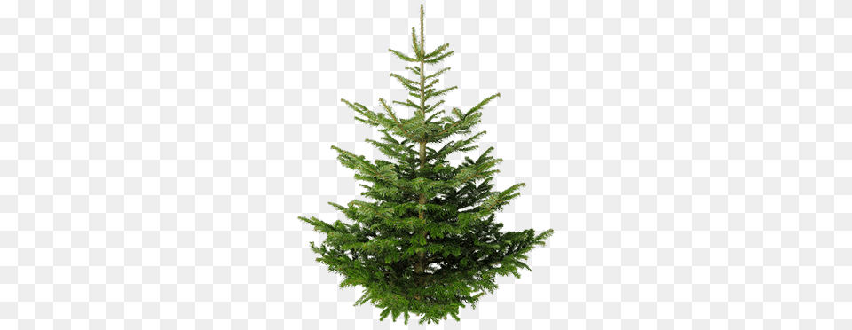Isolated Fir Tree, Pine, Plant, Conifer Png