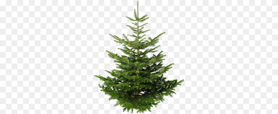 Isolated Fir Tree Transparent Stickpng Real Christmas Tree Uk, Pine, Plant, Conifer Png