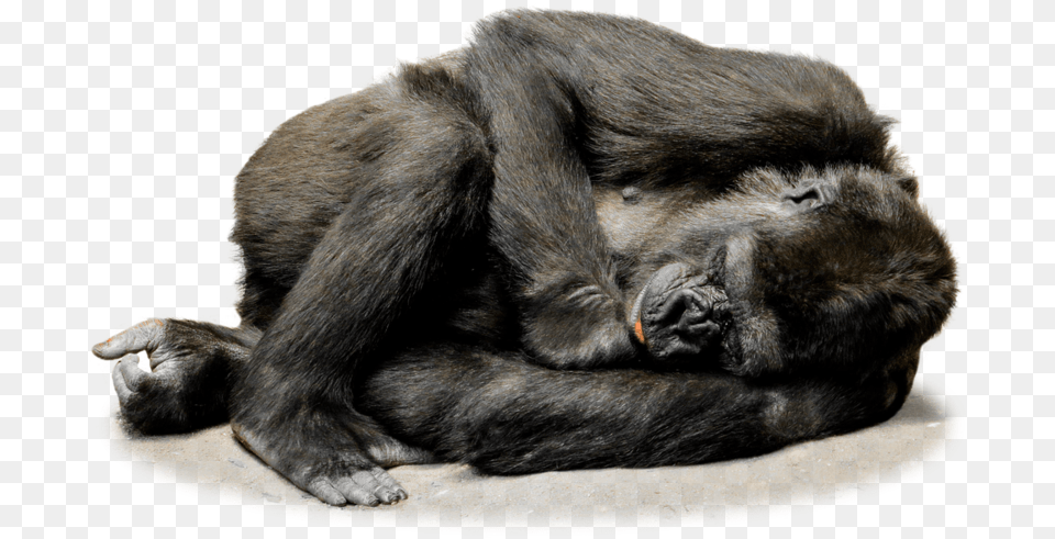 Isolated Gorilla Monkey Face Sleeping Gorilla, Animal, Ape, Mammal, Wildlife Free Png