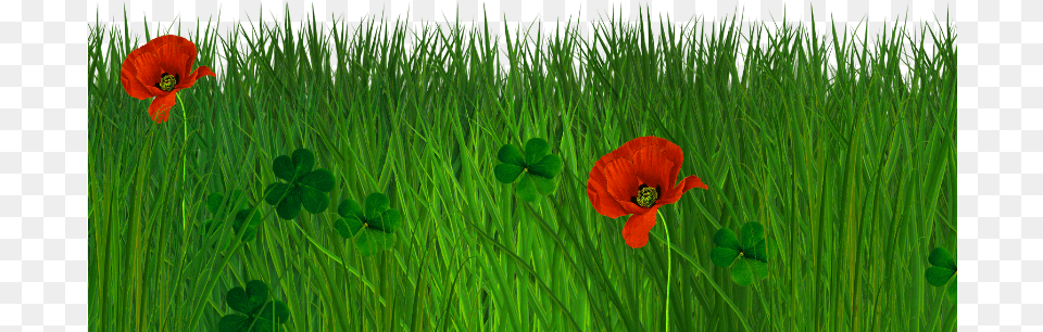 Isolated Grass Border With Poppy Flowers Seamless Natural For Photoshop, Flower, Plant, Vegetation, Petal Png