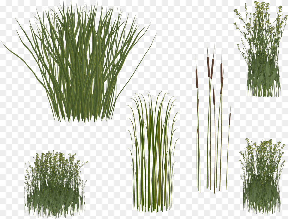 Isolated Grass Reeds Isolated Background Long Grass Free Transparent Png