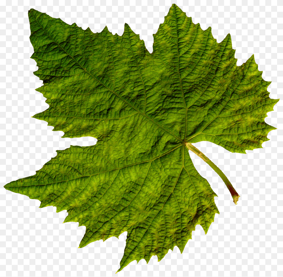 Isolated Green Leaf, Oak, Plant, Sycamore, Tree Png Image