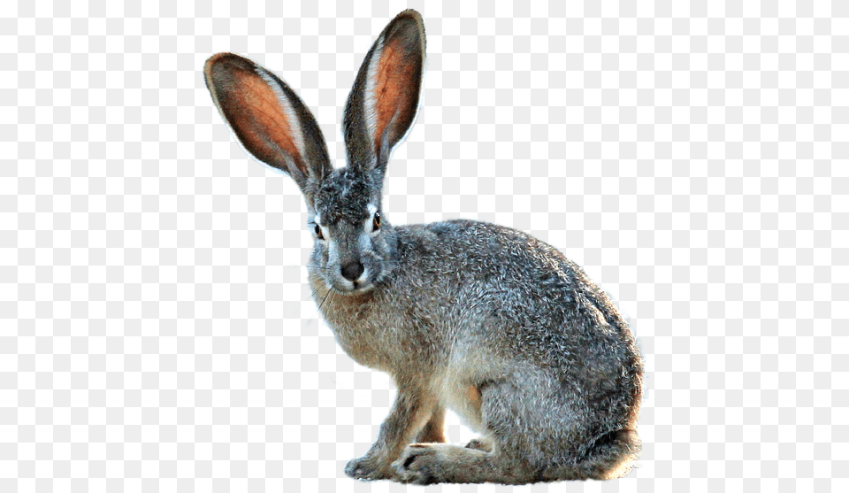 Isolated Hare Nature Black Tailed Jackrabbit White Background, Animal, Mammal, Rodent, Kangaroo Free Png Download