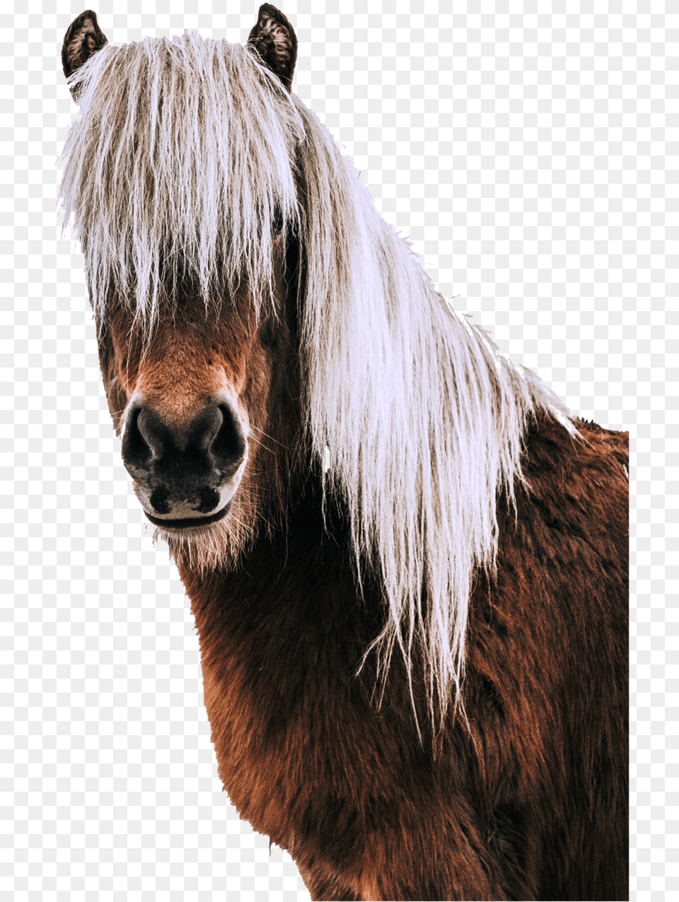 Isolated Horse Animal Picture Real Horse Head Pictures On Transparent Background, Mammal, Stallion, Colt Horse Png