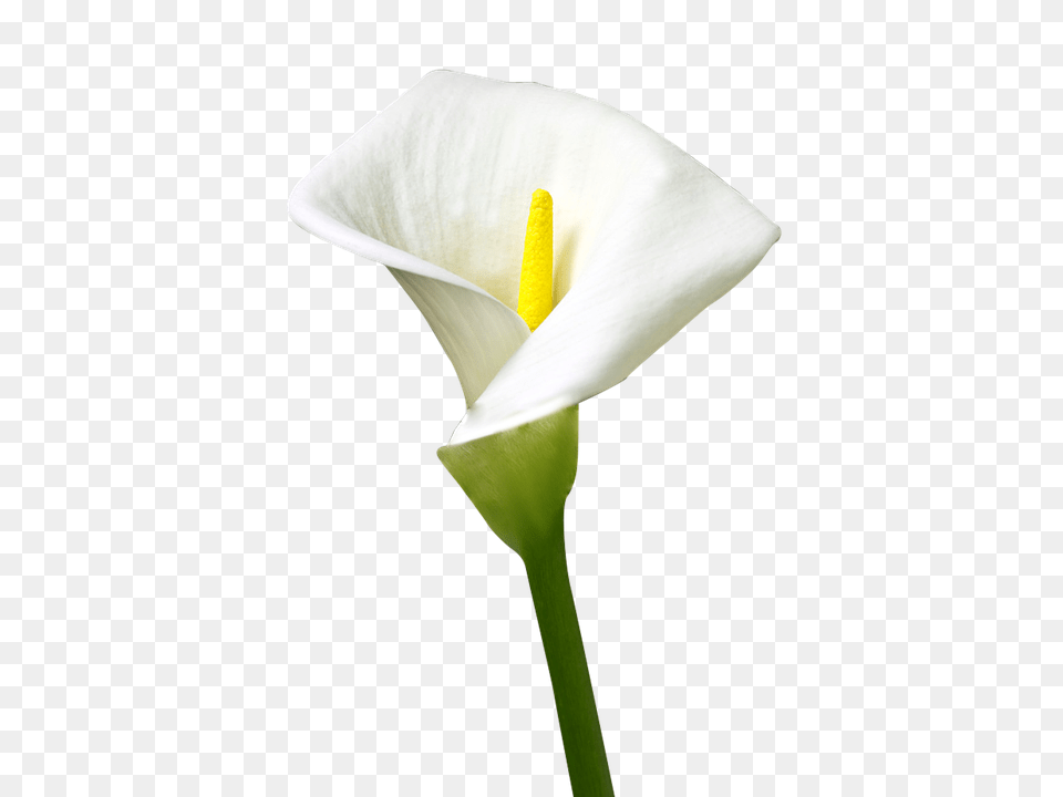 Isolated Lily Araceae, Flower, Plant, Petal Png