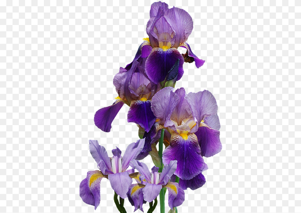 Isolated Nature Blue Flower Iris Iris Flowers Background, Plant, Geranium, Purple, Petal Free Transparent Png