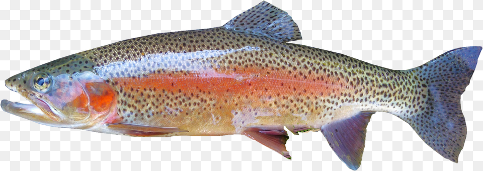 Isolated Rainbow Trout Freshwater Rainbow Trout Fish, Animal, Sea Life Free Png Download