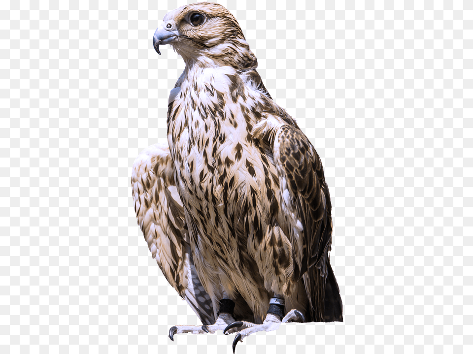 Isolated Raptor Bird Of Prey Bird Of Prey, Animal, Buzzard, Hawk, Vulture Png Image