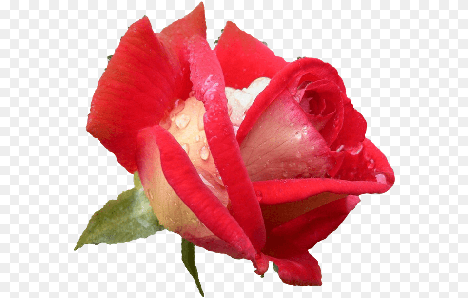 Isolated Roses, Flower, Petal, Plant, Rose Png Image