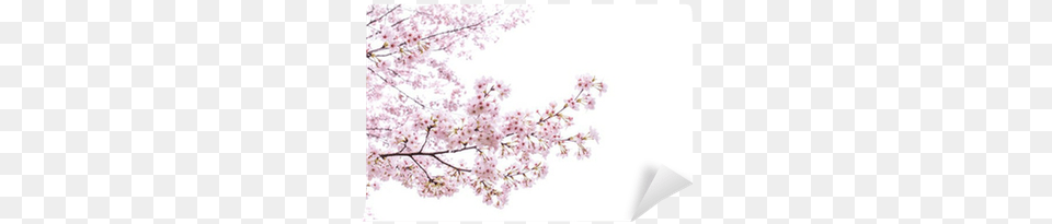 Isolated Sakura Tree Wall Mural Sakura Arbol, Cherry Blossom, Flower, Plant Free Transparent Png