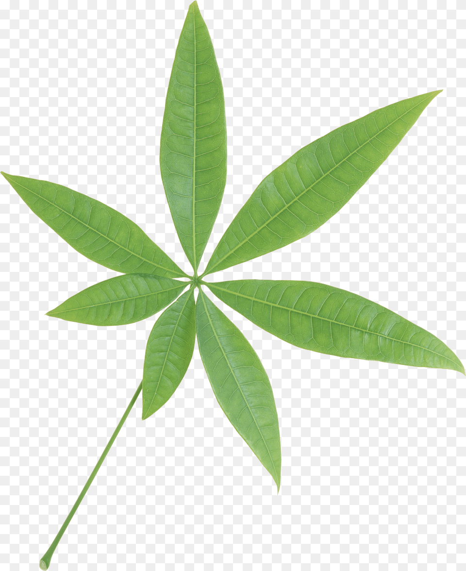 Isolated Star Green Leaf Transparent, Plant, Tree Free Png