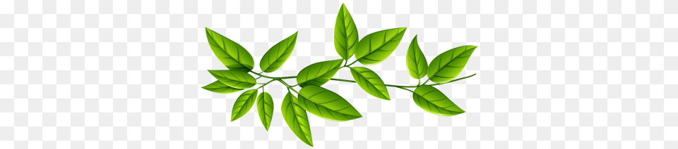 Isolated Star Green Leaf Stickpng, Plant, Herbal, Herbs, Appliance Free Transparent Png