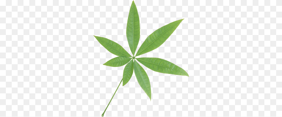 Isolated Star Green Leaf Stickpng Plants With Seven Leaves, Plant, Hemp, Tree Free Transparent Png