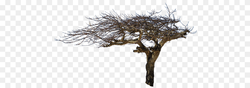 Isolated Tree Plant, Outdoors, Nature, Animal Png
