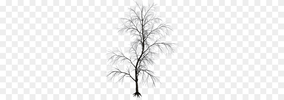 Isolated Tree Weather, Outdoors, Nature, Ice Png Image