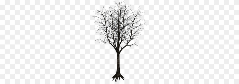 Isolated Tree Plant, Outdoors, Nature, Potted Plant Png Image