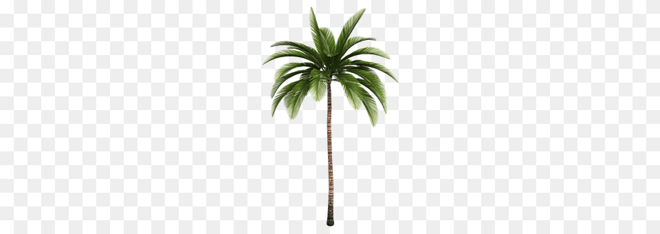 Isolated Tree Palm Tree, Plant Free Png Download