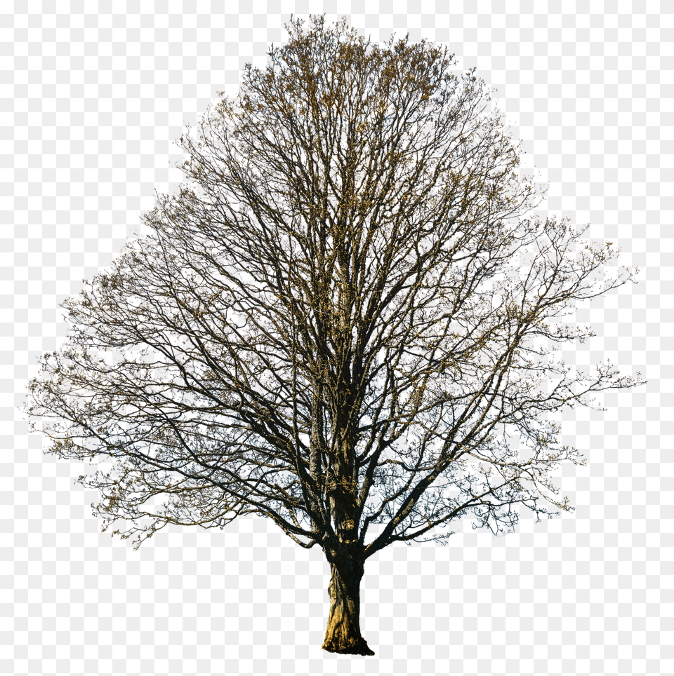 Isolated Tree Plant, Tree Trunk, Flower, Outdoors Free Transparent Png