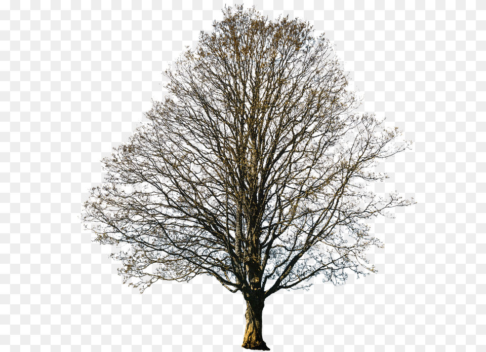 Isolated Tree Autumn Nature Fall Photo On Pixabay Oak, Plant, Tree Trunk, Flower Png