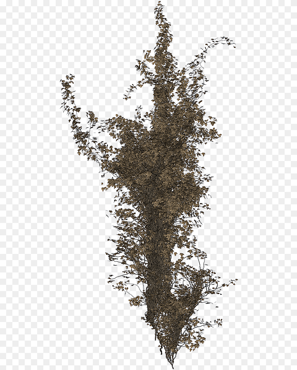 Isolated Tree Ivy Tree Portable Network Graphics, Plant, Accessories, Pattern Free Png Download