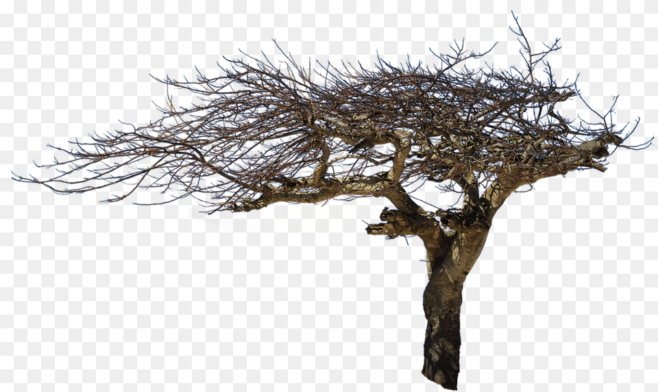 Isolated Tree Natural Wood Creepy Tree In, Plant, Tree Trunk, Outdoors, Nature Png Image