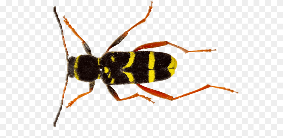 Isolated Wasp Insect Nature Close Up Macro Insect, Animal, Bee, Invertebrate Free Transparent Png