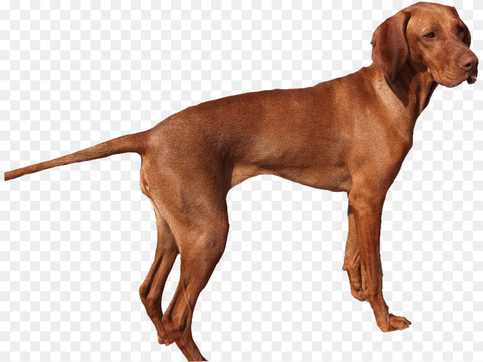 Isolated Weimaraner Dog Pet Animal Portrait Dear Vizslam Cattle Dog Mix, Canine, Hound, Mammal, Pointer Free Png Download