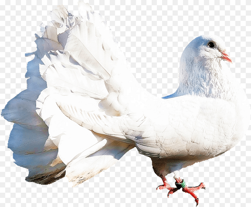 Isolated White Dove Bird Nature Dove Nature, Animal, Pigeon Free Png Download