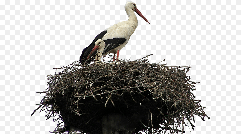 Isolated White Stork Nest Bird Nature Wildlife, Animal, Waterfowl Free Png