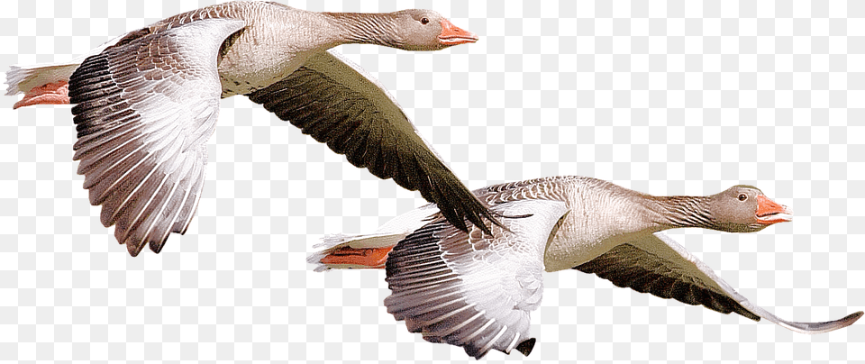 Isolated Wild Duck Bird Nature Animal Fauna, Goose, Waterfowl, Anseriformes Png