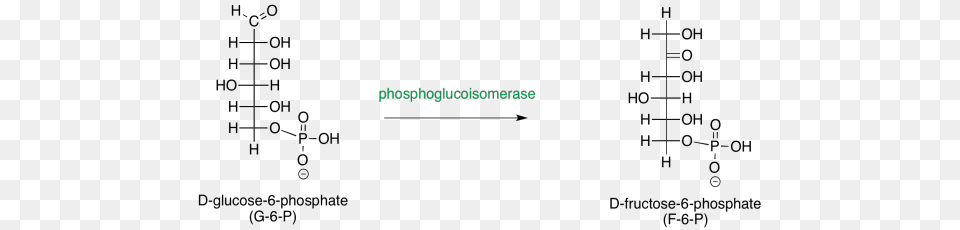 Isomerisation Of Glucose 6 Phosphate Glucose 6 Phosphate Fructose 6 Phosphate, Green, Text Free Png Download