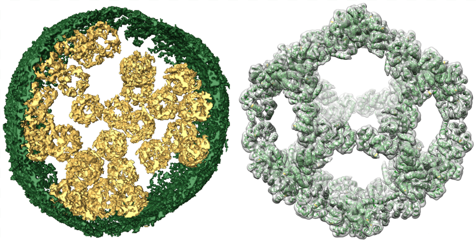 Isosurface Model Of A Vesicle Filled With Nanocages Circle, Pattern, Accessories, Plant, Jewelry Free Png