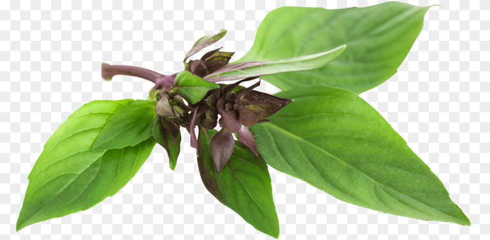 Istock Basil, Acanthaceae, Plant, Leaf, Herbs Free Transparent Png