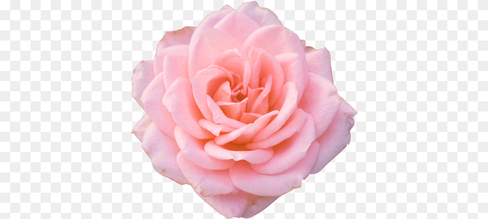 Istock Roses, Flower, Petal, Plant, Rose Free Png Download