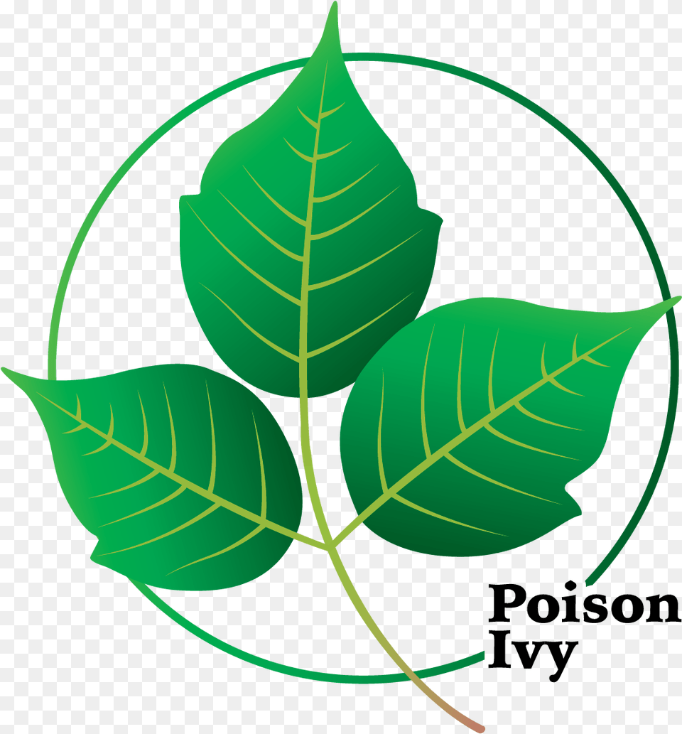 It Can Take The Form Of A Climbing Vine On Trees A Poison Ivy, Leaf, Plant Png Image