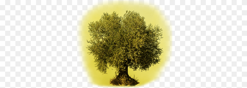 It Has Been Confirmed That The Olive Tree Has Existed Olive Tree Cut Out, Plant, Potted Plant, Tree Trunk, Oak Png