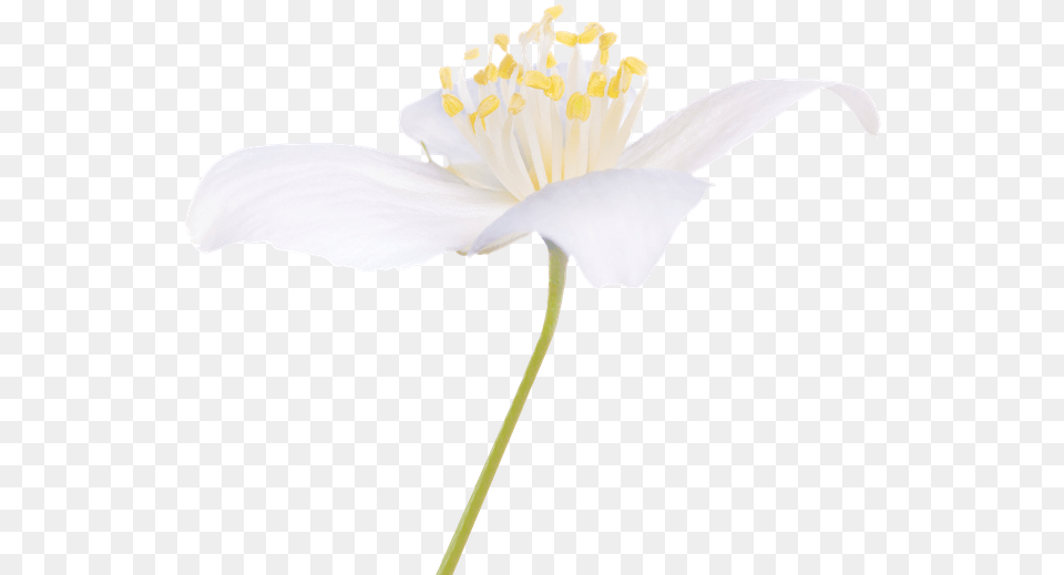 It Is Intended For Those Who Know Nothing About Bach Flowers For Healing, Flower, Plant, Pollen, Petal Free Png